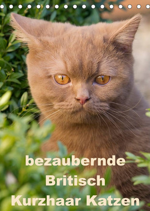 bezaubernde Britisch Kurzhaar Katzen (Tischkalender 2023 DIN A5 hoch) von Verena Scholze,  Fotodesign