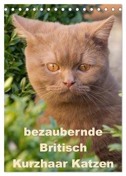 bezaubernde Britisch Kurzhaar Katzen (Tischkalender 2024 DIN A5 hoch), CALVENDO Monatskalender von Verena Scholze,  Fotodesign