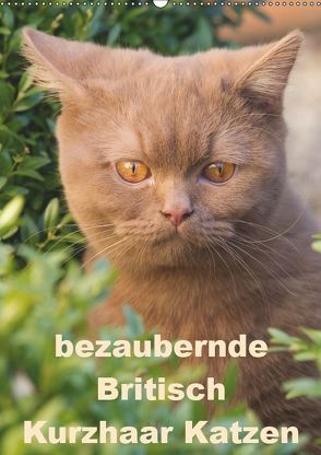 bezaubernde Britisch Kurzhaar Katzen (Wandkalender 2019 DIN A2 hoch) von Verena Scholze,  Fotodesign