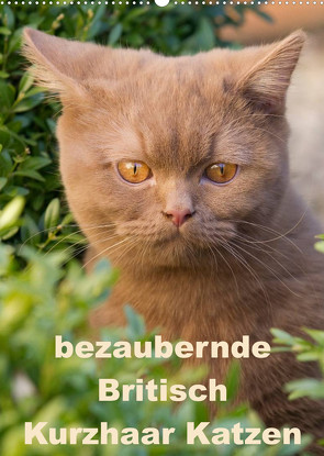 bezaubernde Britisch Kurzhaar Katzen (Wandkalender 2023 DIN A2 hoch) von Verena Scholze,  Fotodesign