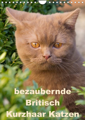 bezaubernde Britisch Kurzhaar Katzen (Wandkalender 2023 DIN A4 hoch) von Verena Scholze,  Fotodesign