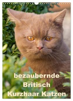 bezaubernde Britisch Kurzhaar Katzen (Wandkalender 2024 DIN A3 hoch), CALVENDO Monatskalender von Verena Scholze,  Fotodesign
