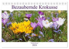 Bezaubernde Krokusse (Tischkalender 2024 DIN A5 quer), CALVENDO Monatskalender von Kruse,  Gisela