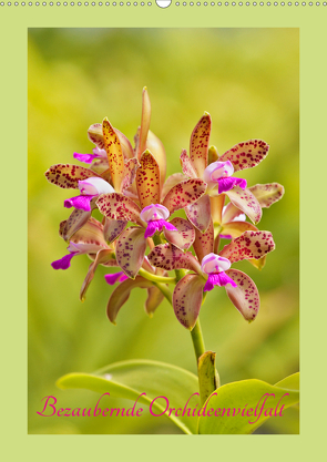 Bezaubernde Orchideenvielfalt (Wandkalender 2020 DIN A2 hoch) von Stenner,  Clemens