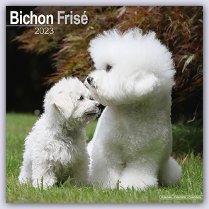 Bichon Frisé – Gelockter Bichon 2023 – 16-Monatskalender