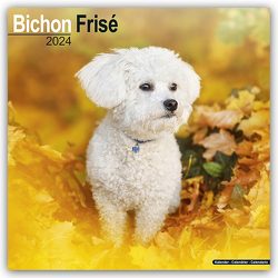 Bichon Frisé – Gelockter Bichon 2024 – 16-Monatskalender