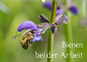 Bienen bei der Arbeit (Wandkalender 2023 DIN A3 quer) von Kropf,  Zlatko
