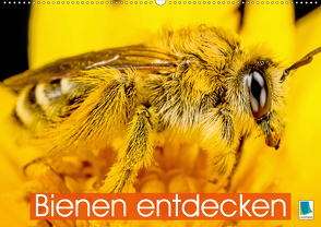 Bienen entdecken (Wandkalender 2021 DIN A2 quer) von CALVENDO