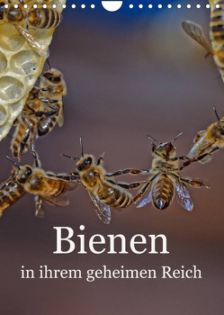 Bienen in ihrem geheimen Reich (Wandkalender 2023 DIN A4 hoch) von Bangert,  Mark