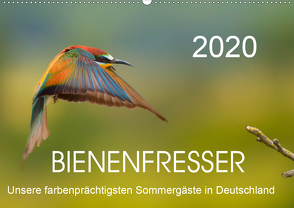 Bienenfresser, unsere farbenprächtigsten Sommergäste in Deutschland (Wandkalender 2020 DIN A2 quer) von Will,  Thomas