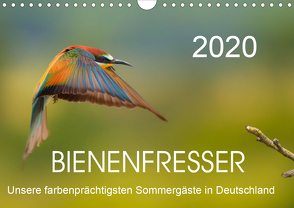 Bienenfresser, unsere farbenprächtigsten Sommergäste in Deutschland (Wandkalender 2020 DIN A4 quer) von Will,  Thomas