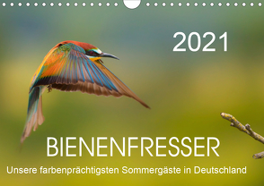 Bienenfresser, unsere farbenprächtigsten Sommergäste in Deutschland (Wandkalender 2021 DIN A4 quer) von Will,  Thomas
