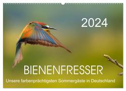 Bienenfresser, unsere farbenprächtigsten Sommergäste in Deutschland (Wandkalender 2024 DIN A2 quer), CALVENDO Monatskalender von Will,  Thomas