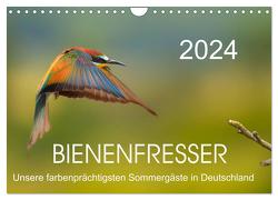 Bienenfresser, unsere farbenprächtigsten Sommergäste in Deutschland (Wandkalender 2024 DIN A4 quer), CALVENDO Monatskalender von Will,  Thomas