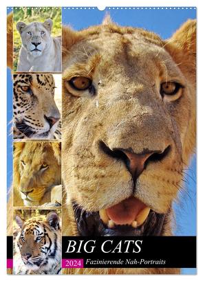 BIG CATS Fazinierende Nah-Portraits (Wandkalender 2024 DIN A2 hoch), CALVENDO Monatskalender von Fraatz,  Barbara