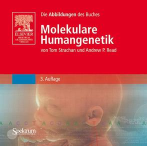 Bild-CD-ROM, Molekulare Humangenetik von Herweg,  Frank, Read,  Andrews P., Strachan,  Tom
