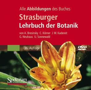 Bild-DVD, Strasburger Botanik von Bresinsky,  Andreas, Kadereit,  Joachim W., Körner,  Christian, Neuhaus,  Gunther, Sonnewald,  Uwe