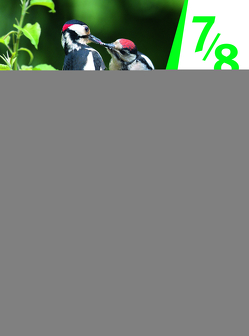 Biologie – Niedersachsen / Biologie Niedersachsen 7/8 von Espinosa,  Bärbel Treiber de, Karl,  Philipp, Knapp,  Oliver, Nickl,  Thomas, Rosenbaum,  Simon, Schmidt,  Margit, Thiesing,  Christina