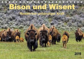 Bison und Wisent – Riesen mit unbändiger Kraft (Tischkalender 2019 DIN A5 quer) von Roder,  Peter