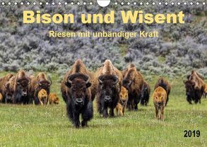 Bison und Wisent – Riesen mit unbändiger Kraft (Wandkalender 2019 DIN A4 quer) von Roder,  Peter
