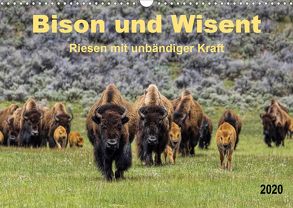 Bison und Wisent – Riesen mit unbändiger Kraft (Wandkalender 2020 DIN A3 quer) von Roder,  Peter