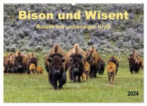 Bison und Wisent – Riesen mit unbändiger Kraft (Wandkalender 2024 DIN A2 quer), CALVENDO Monatskalender von Roder,  Peter