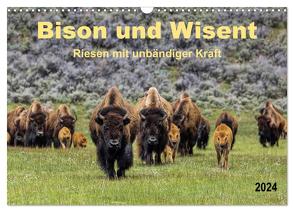 Bison und Wisent – Riesen mit unbändiger Kraft (Wandkalender 2024 DIN A3 quer), CALVENDO Monatskalender von Roder,  Peter