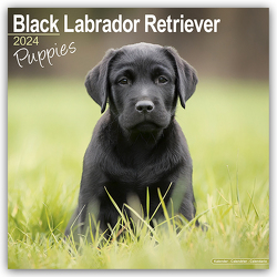 Black Labrador Retriever Puppies – Schwarze Labradorwelpen 2024 – 16-Monatskalender
