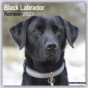 Black Labrador Retriever – Schwarzer Labrador 2023 – 16-Monatskalender