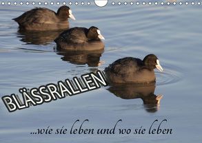 Blässrallen – wie sie leben und wo sie leben (Wandkalender 2019 DIN A4 quer) von Herbolzheimer,  Carl-Peter