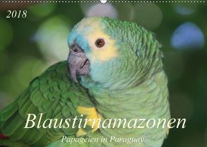Blaustirnamazonen – Papageien in Paraguay (Wandkalender 2018 DIN A2 quer) von Schneider,  Bettina