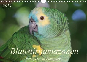 Blaustirnamazonen – Papageien in Paraguay (Wandkalender 2019 DIN A4 quer) von Schneider,  Bettina