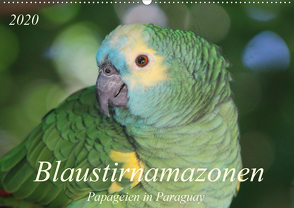 Blaustirnamazonen – Papageien in Paraguay (Wandkalender 2020 DIN A2 quer) von Schneider,  Bettina
