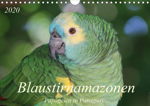 Blaustirnamazonen – Papageien in Paraguay (Wandkalender 2020 DIN A4 quer) von Schneider,  Bettina