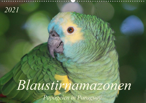 Blaustirnamazonen – Papageien in Paraguay (Wandkalender 2021 DIN A2 quer) von Schneider,  Bettina