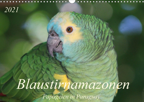 Blaustirnamazonen – Papageien in Paraguay (Wandkalender 2021 DIN A3 quer) von Schneider,  Bettina
