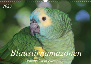 Blaustirnamazonen – Papageien in Paraguay (Wandkalender 2023 DIN A3 quer) von Schneider,  Bettina