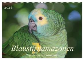 Blaustirnamazonen – Papageien in Paraguay (Wandkalender 2024 DIN A2 quer), CALVENDO Monatskalender von Schneider,  Bettina