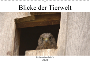 Blicke der Tierwelt (Wandkalender 2020 DIN A2 quer) von Andreas Lederle,  Kevin