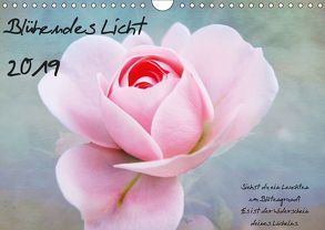 Blühendes Licht (Wandkalender 2019 DIN A4 quer) von Walter,  Hannelore