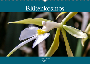 Blütenkosmos (Wandkalender 2021 DIN A2 quer) von Brehm - frankolor.de,  Frank