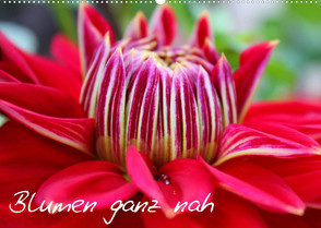 Blumen ganz nah (Wandkalender 2023 DIN A2 quer) von Kalemi,  Elena