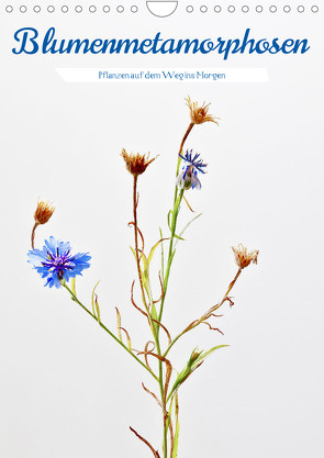 Blumenmetamorphosen (Wandkalender 2023 DIN A4 hoch) von Stenner,  Clemens