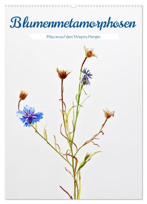 Blumenmetamorphosen (Wandkalender 2024 DIN A2 hoch), CALVENDO Monatskalender von Stenner,  Clemens