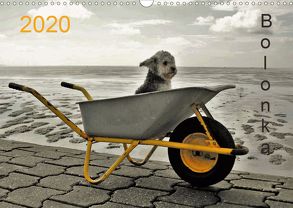 Bolonka 2020 (Wandkalender 2020 DIN A3 quer) von Winnen,  C.