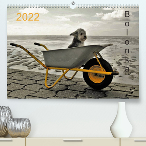 Bolonka 2022 (Premium, hochwertiger DIN A2 Wandkalender 2022, Kunstdruck in Hochglanz) von Winnen,  C.