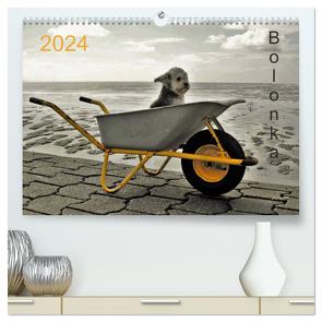 Bolonka 2024 (hochwertiger Premium Wandkalender 2024 DIN A2 quer), Kunstdruck in Hochglanz von Winnen,  C.