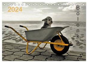 Bolonka 2024 (Tischkalender 2024 DIN A5 quer), CALVENDO Monatskalender von Winnen,  C.