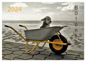 Bolonka 2024 (Wandkalender 2024 DIN A2 quer), CALVENDO Monatskalender von Winnen,  C.