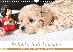 Bolonka Babykalender 2023 (Wandkalender 2023 DIN A4 quer) von Katharina Tessnow,  Antonia